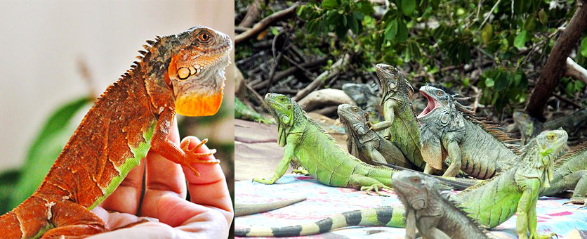 rồng đất (iguana), thú kiểng độc