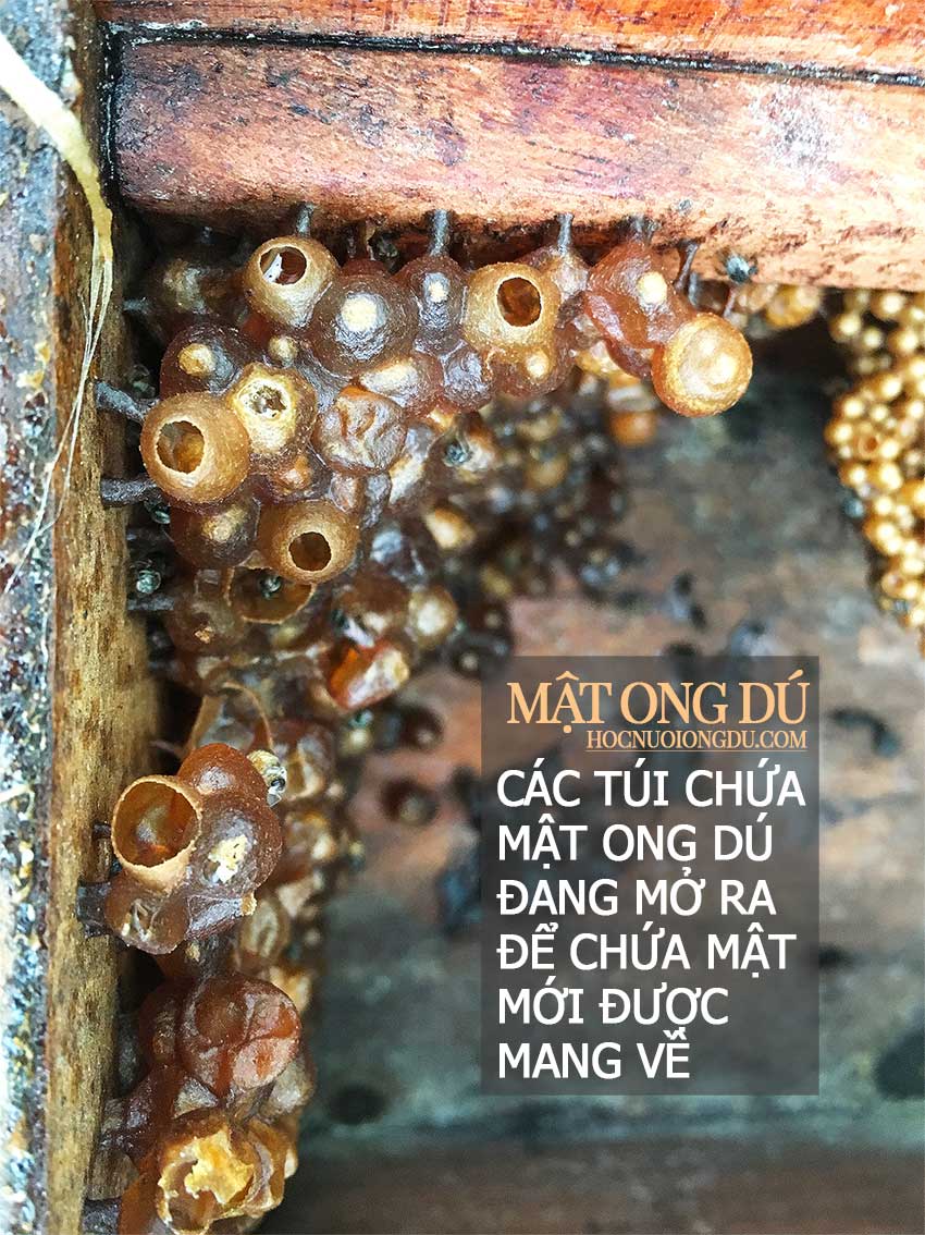 Sáp ong dú và cách lấy mật ong dú