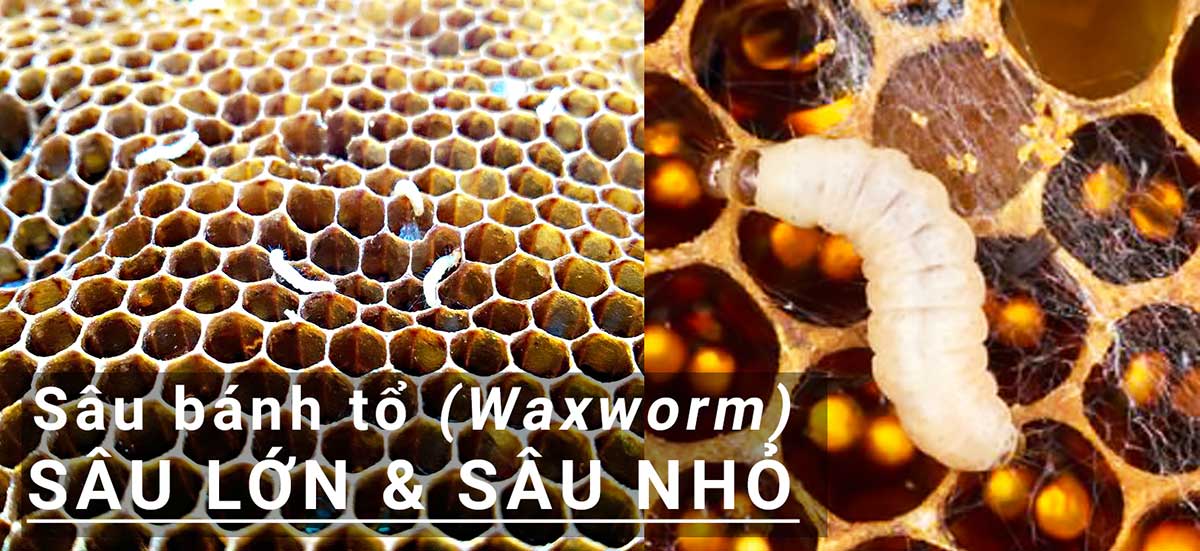 sâu sáp – waxworm, tổ ong bị sâu bánh tổ