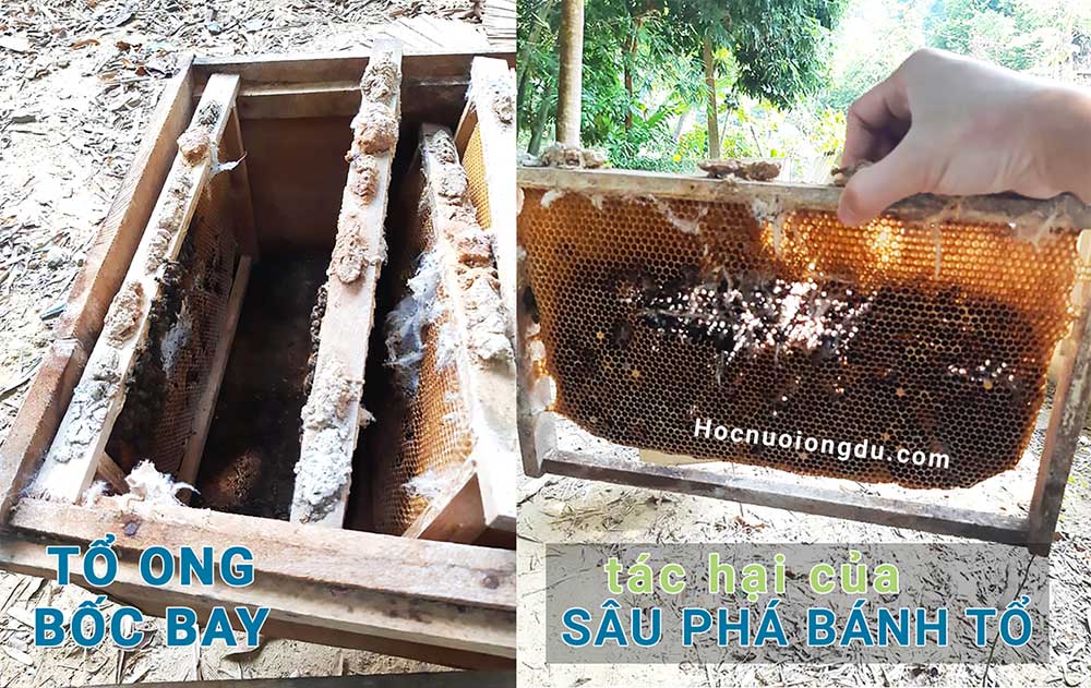 sâu tổ ong, dấu hiệu đàn ong mật bị bệnh