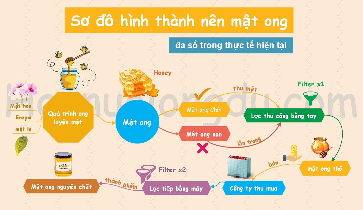 mật hoa, mật lá là gì, hình ảnh cơ chế tạo ra mật ong nguyên chất