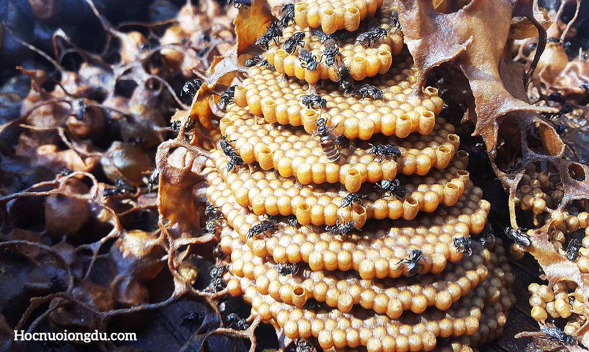 Hình tổ ong dú giống sugarbag bees hay Tetragonula carbonaria