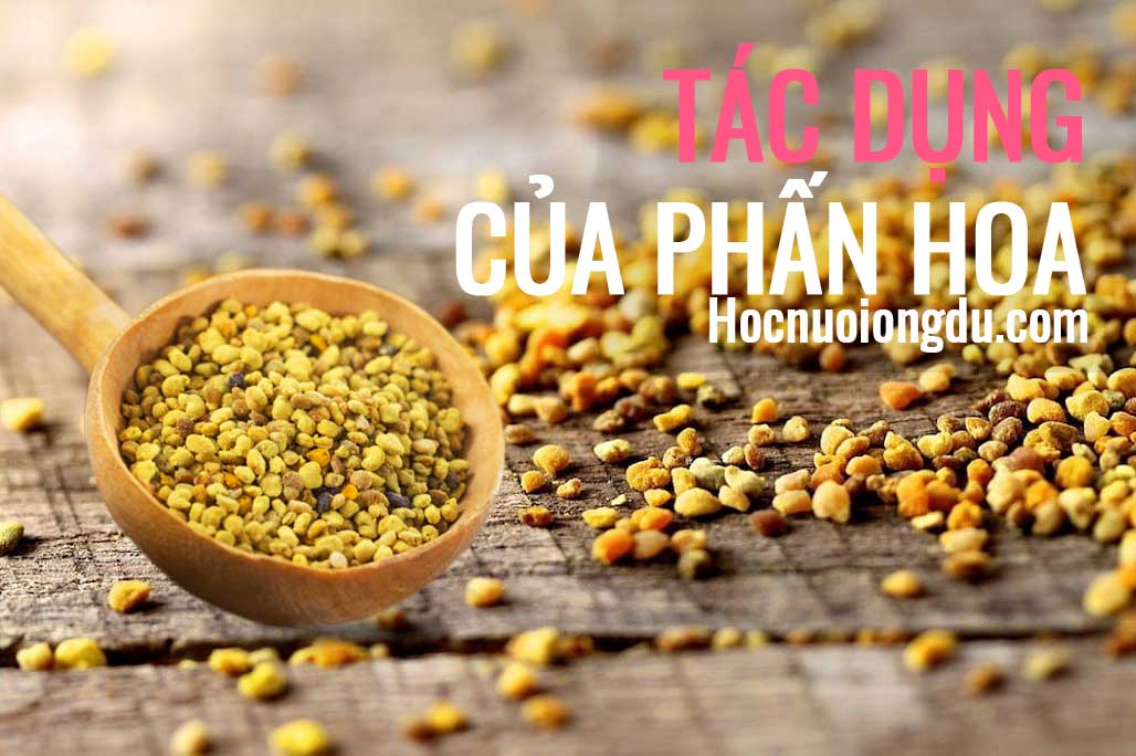 Tác dụng thần kỳ của phấn hoa ong và phấn hoa tươi