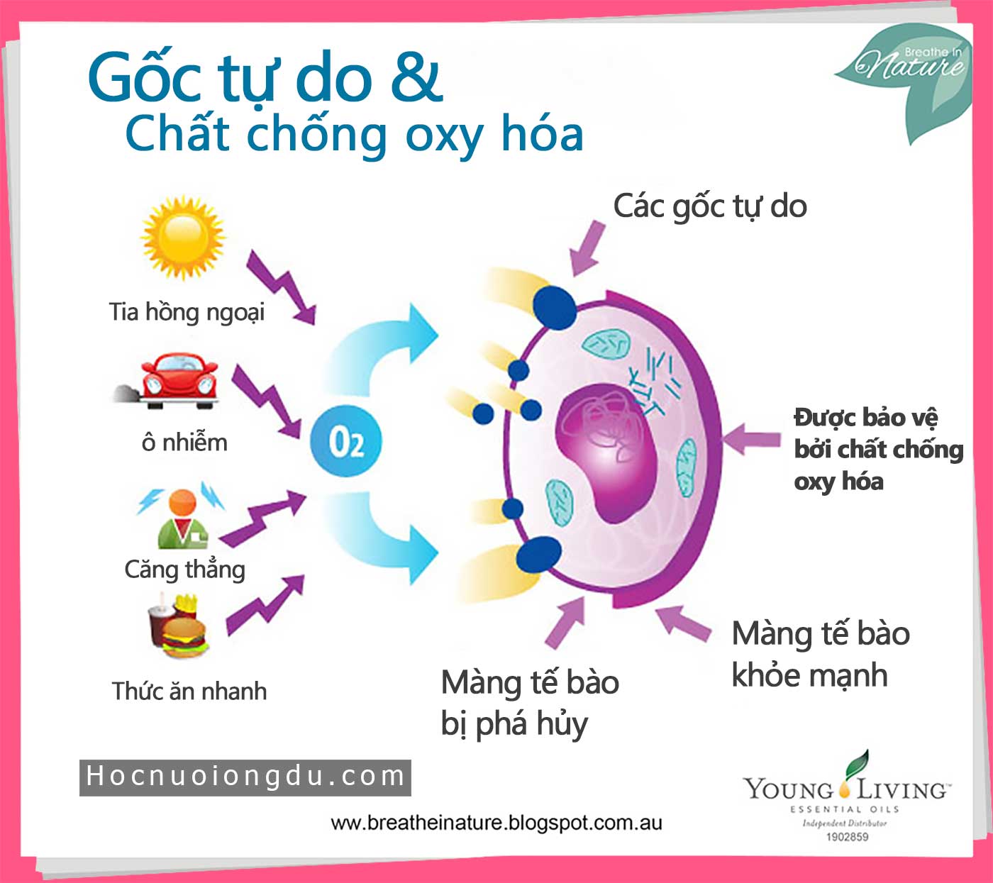 tác hại của gốc tự do đến sức khỏe cơ thể