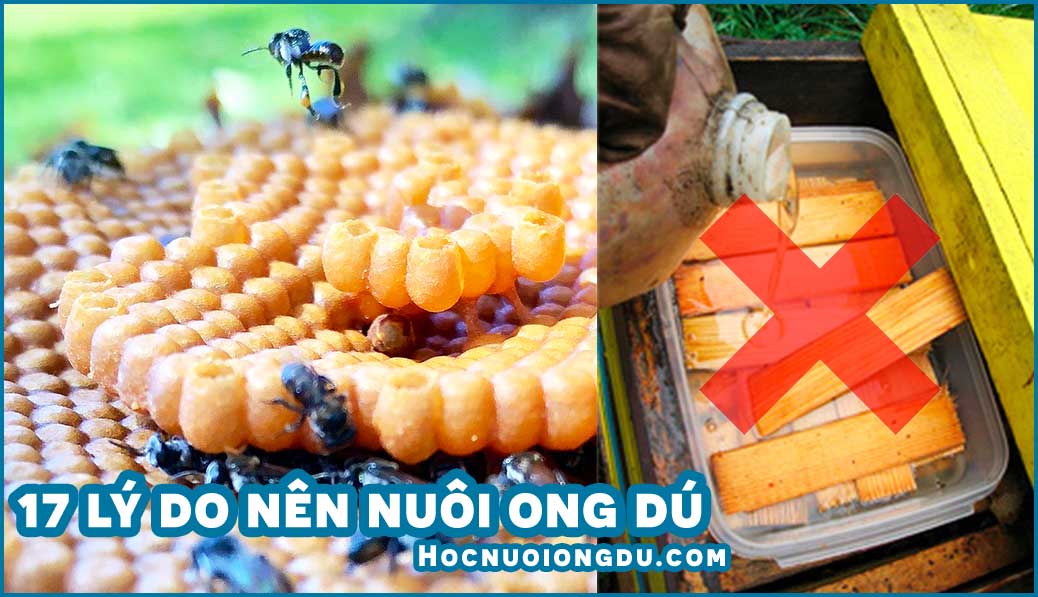 tại sao nên nuôi ong dú thay cho ong mật?