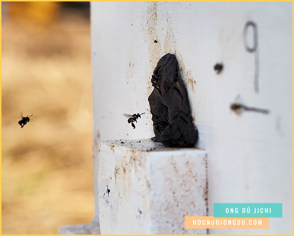 Tầm bay của ong dú, các loại ong dú
