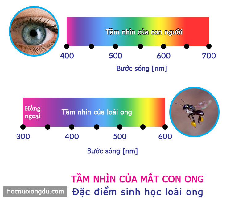 Tập tính của loài ong, tầm nhìn mắt ong