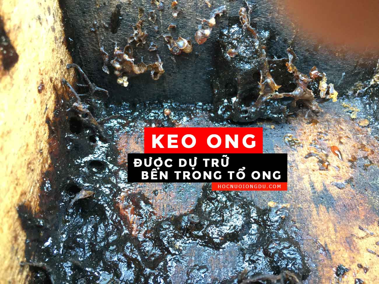 tập tính của ong không ngòi đốt, dự trữ nhiều keo ong trong tổ