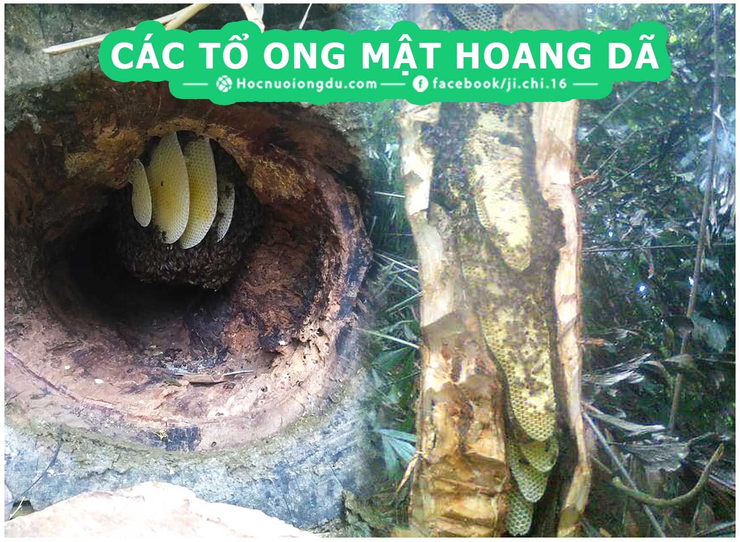 tập tính xây tổ của ong mật bằng sáp ong nguyên chất