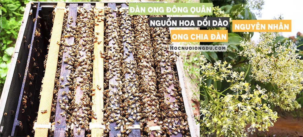 thời gian chia đàn ong mật, nguồn hoa nhiều, tổ ong đông quân