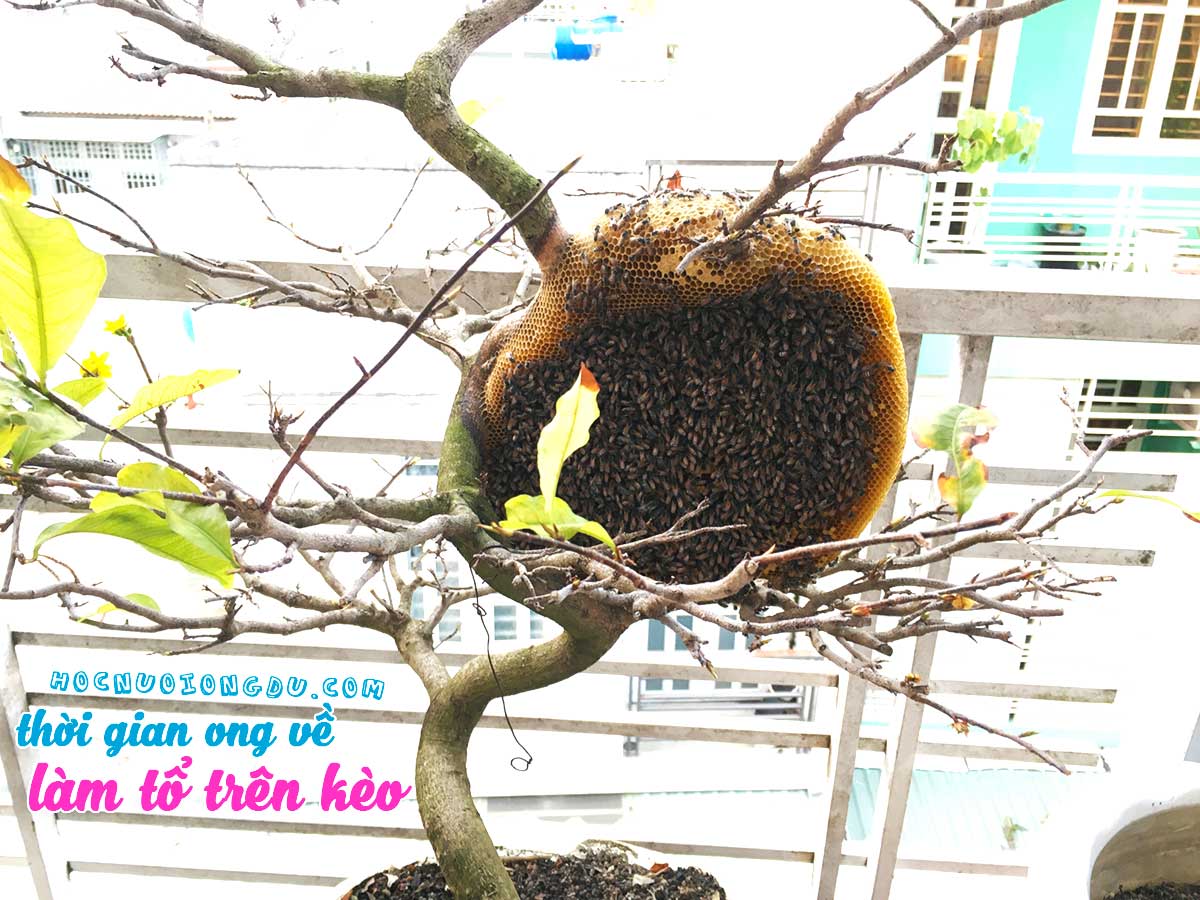 thời gian ong về nhà làm tổ trên cây kèo