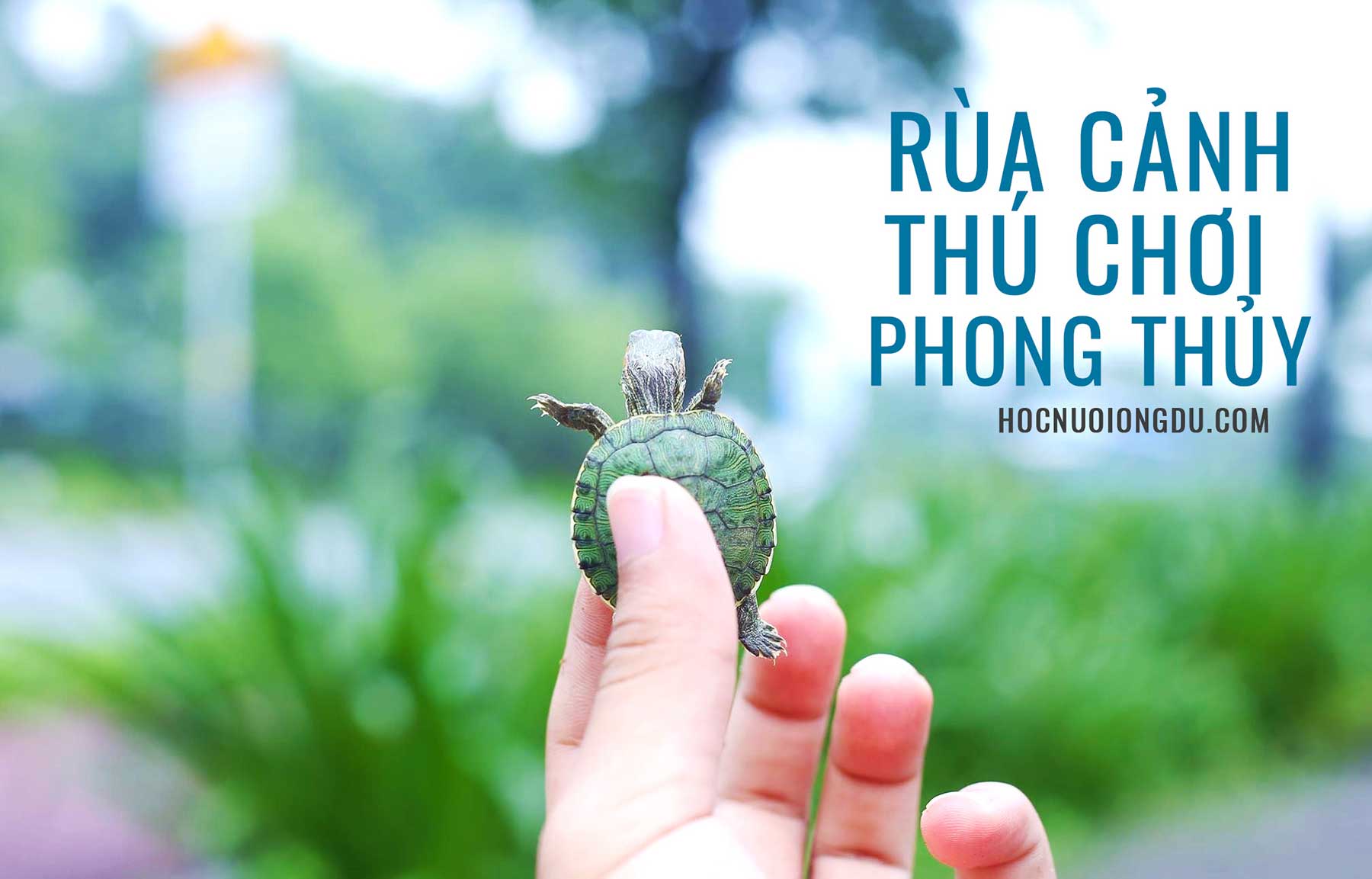 thú cưng nuôi trong phòng với rùa kiểng