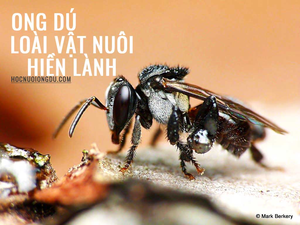 thú nuôi độc lạ với ong dú (stingless bee)