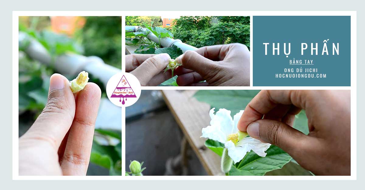 Thụ phấn nhân tạo cho hoa bầu bằng tay