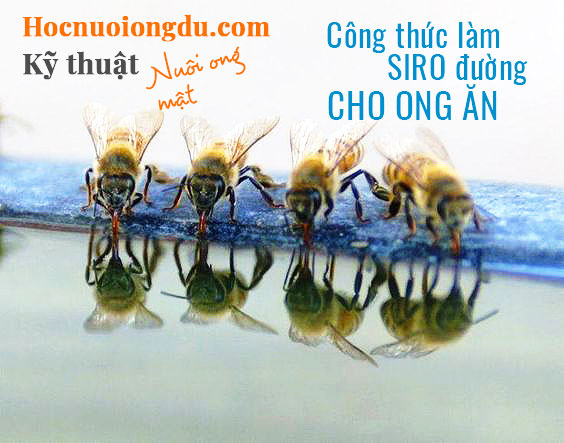 Thức ăn của ong là gì, cho ong ăn đường