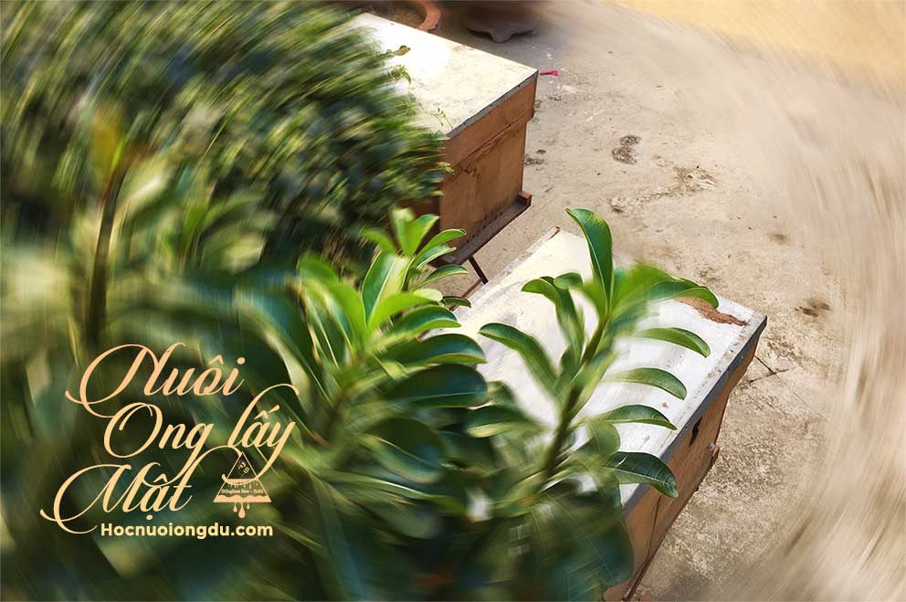 Thùng nuôi ong hiện đại đặt trong một góc vườn nhà