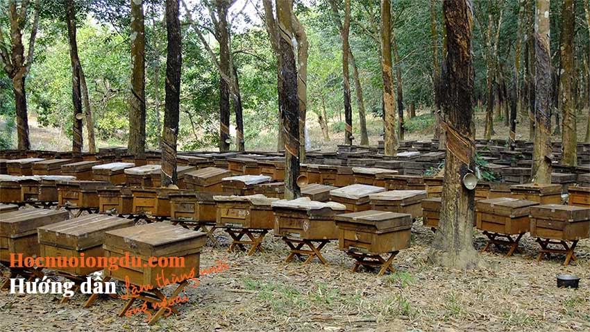 Vật tư nuôi ong và thùng nuôi ong mật châu âu
