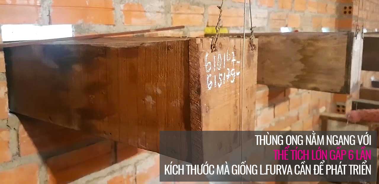 Kỹ thuật nuôi ong dú với thùng nuôi ong giống nha trang