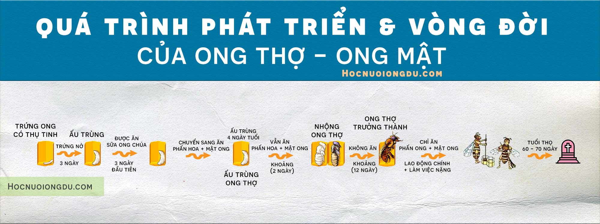 tìm hiểu về loài ong, quá trình phát triển của ong thợ