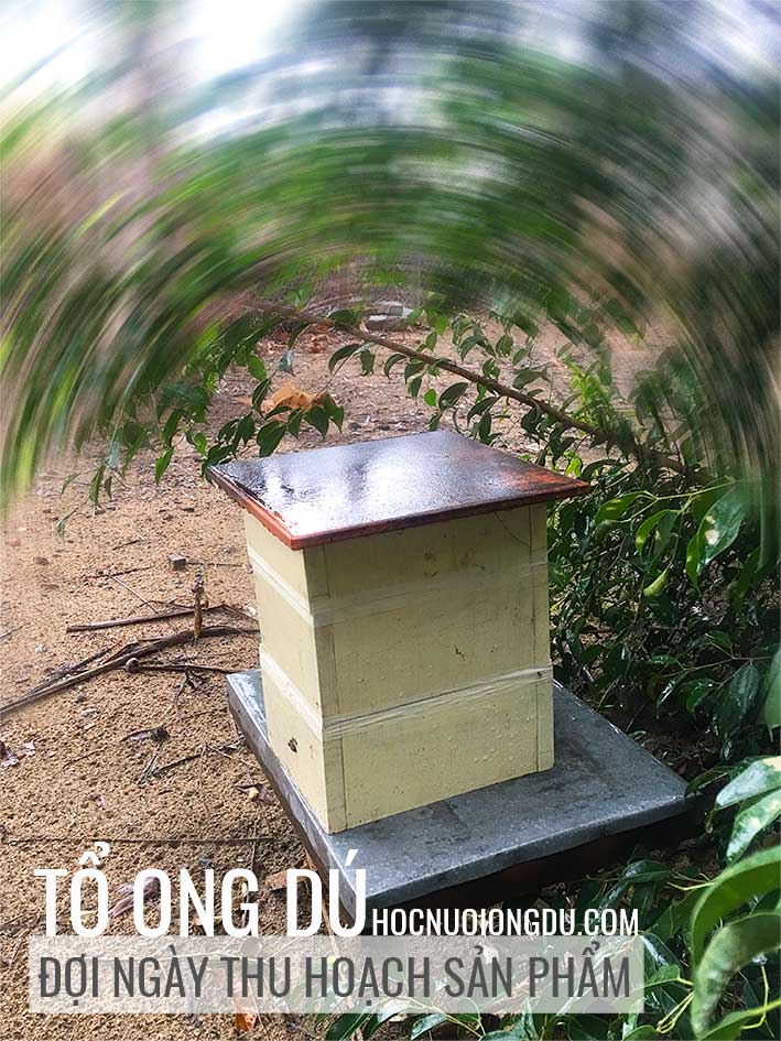 Tổ ong dú giống, địa chỉ bán ong dú