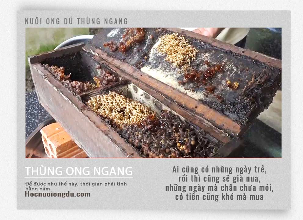 Tổ ong dú, thùng nuôi ong dú nằm ngang