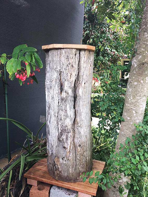 Hình tổ ong dú tự nhiên trong khúc cây