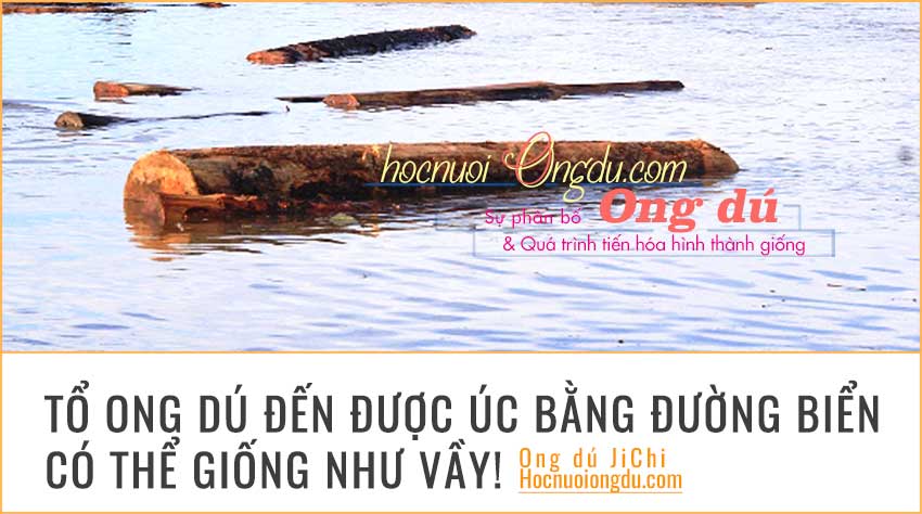 Tổ ong dú trong khúc gỗ trôi trên biển