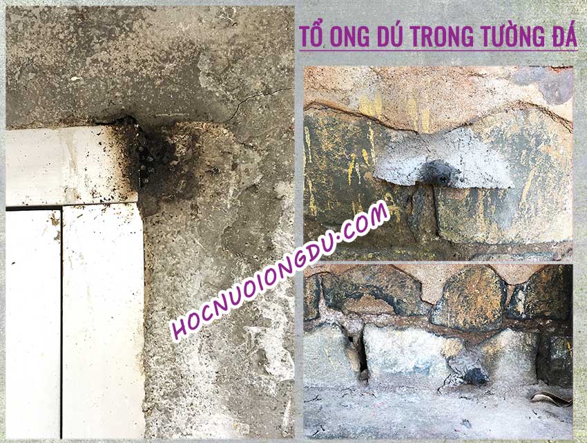 Tổ ong dú trong vách tường, trong hang đá và trong nền nhà