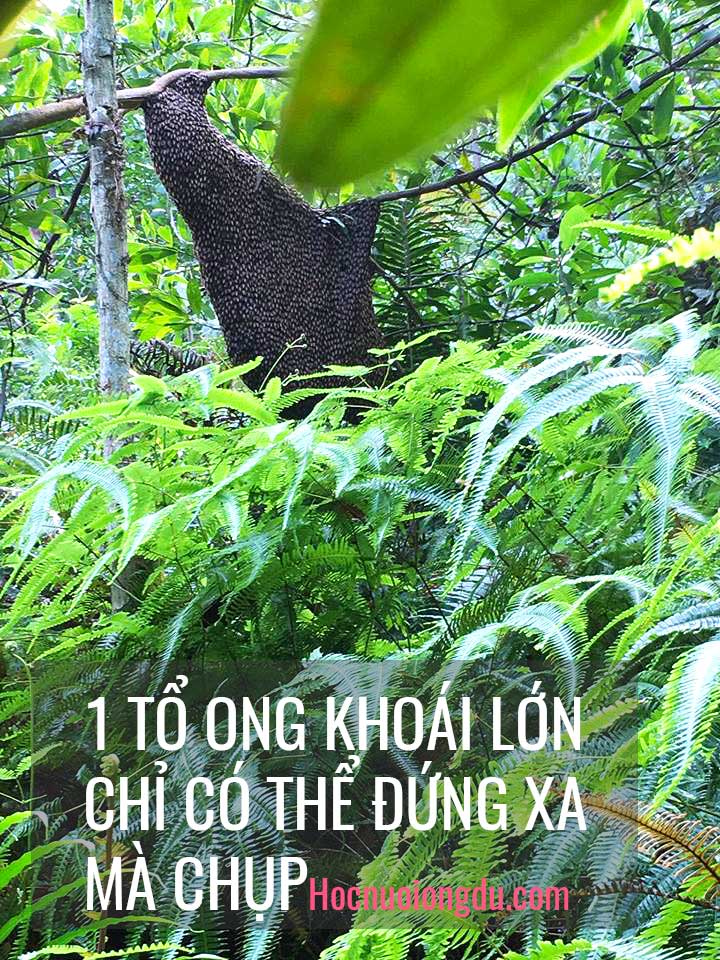 Tổ ong khoái, ong gác kèo, ong đá