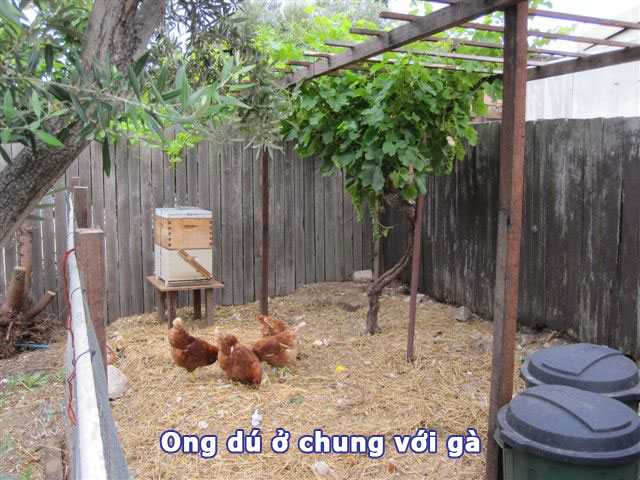 ổ ong dú đặt trong chuồng gà vẫn có thể phát triển và làm tổ được