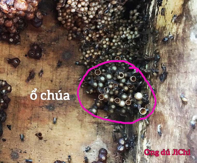 mũ chúa hay gọi là trứng chúa trong một đàn ong dú nuôi