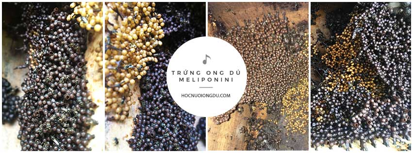 Trứng ong dú khi mua giống ong dú kèm theo