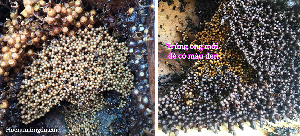 trứng ong dú mới đẻ được bọc trong lớp keo ong rất dày
