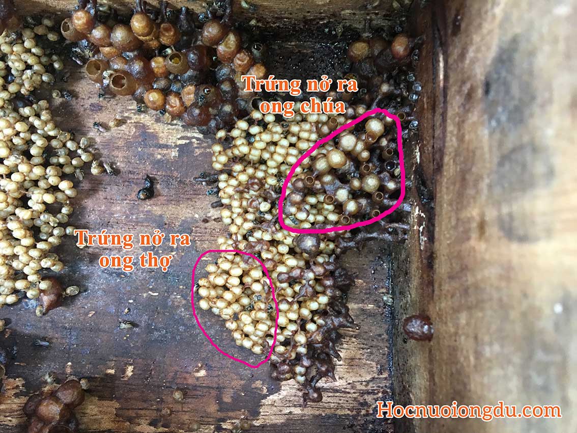 mũ chúa ong dú và trứng ong thợ khác nhau về kích thước