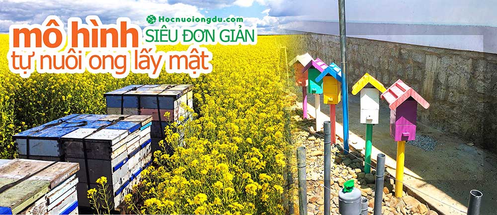 tự nuôi ong dú để thu hoạch mật ong tại nhà