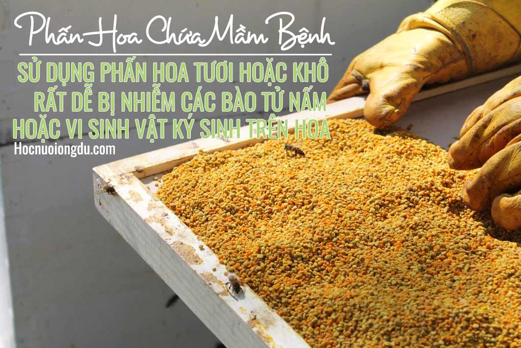 Tác hại của phấn hoa, uống phấn hoa khô dễ bị dị ứng