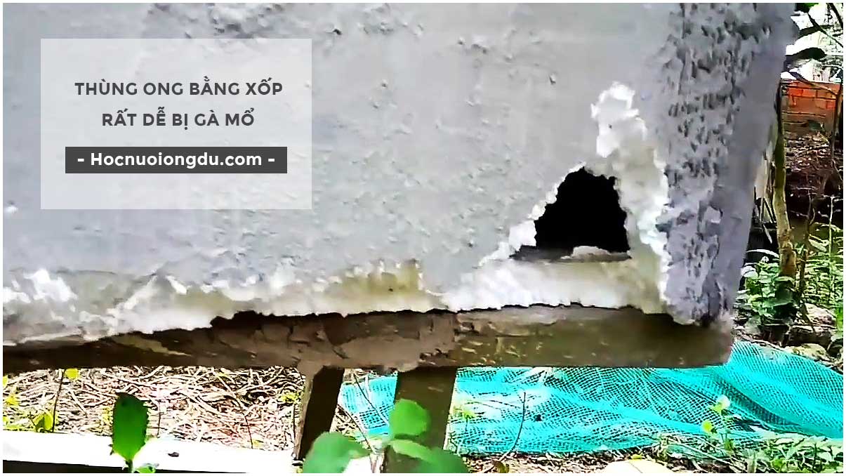 Tiêu chuẩn thùng ong bằng xốp và nhược điểm của thùng xốp nuôi ong