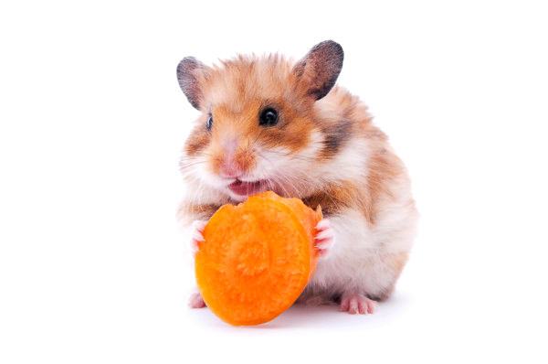 vật nuôi trong nhà với chuột hamster