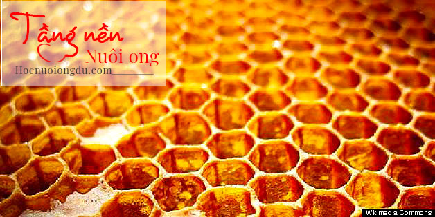 Vật tư ngành ong mật chân tầng nuôi ong