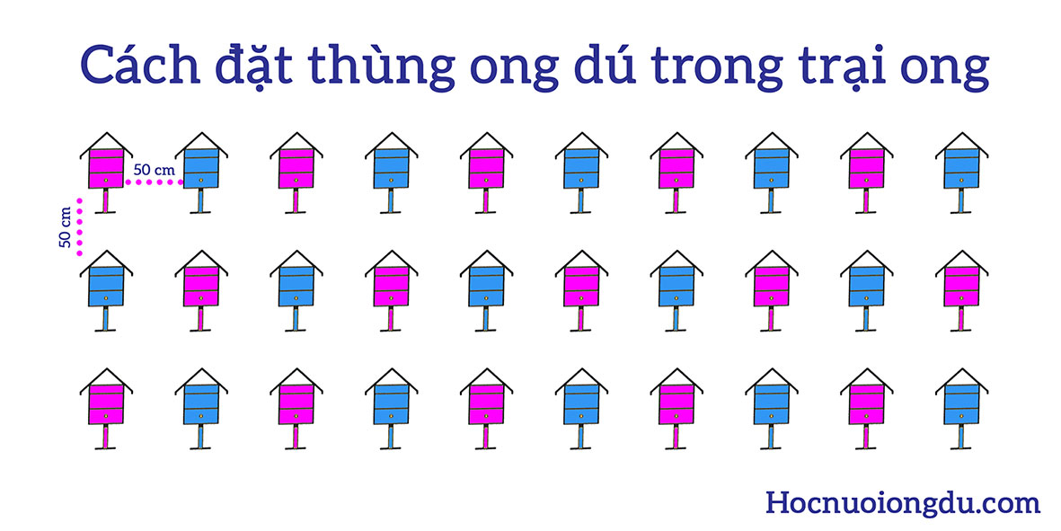 khoảng cách đặt thùng ong dú thích hợp trong vườn nuôi