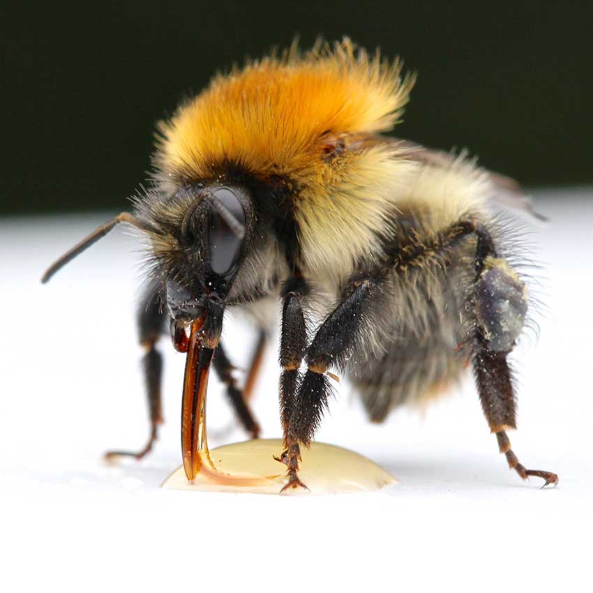 Morphology of bees, vòi của ong