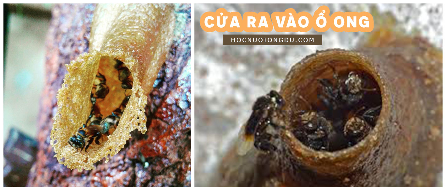 vòi trước cửa tổ của tổ ong stinlgess bee