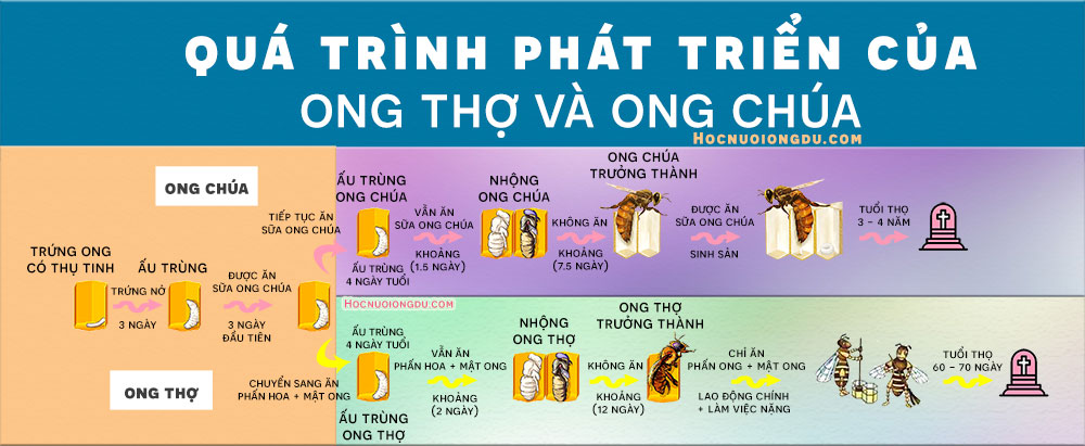 vòng đời ong mật, quá trình phát triển của ong chúa và ong thợ