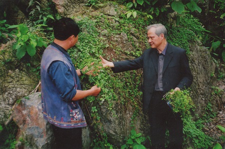 Nghiên cứu của giáo sư Phạm Thanh Kỳ về cây Giảo cổ lam