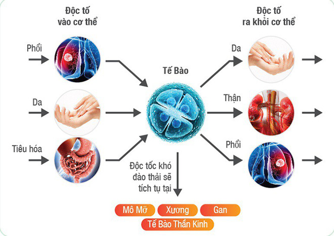 Ăn uống tích lũy nhiều chất độc sẽ gây bệnh nguy hiểm