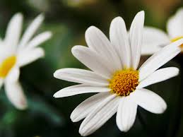 Tác dụng kỳ diệu từ hoa cúc trắng