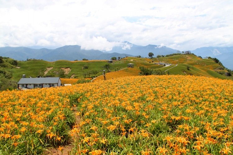 Hoa kim châm trị bệnh tiểu cầu