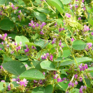 Trị sỏi thận với kim tiền thảo