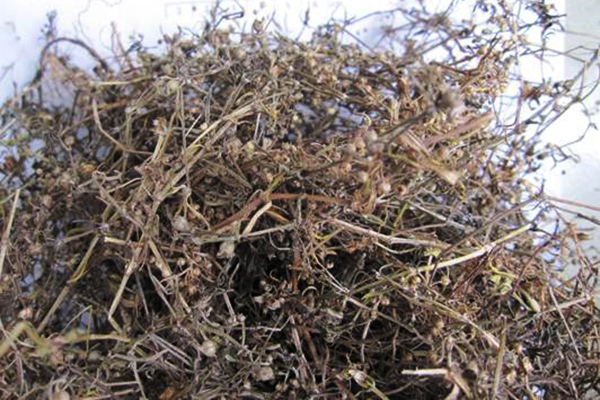 Bạch hoa xà thiệt thảo khô