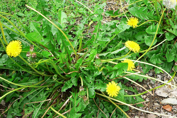 Cây bồ công anh thân thấp